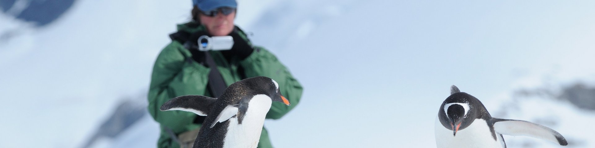 Zwei Eselspinguine werden in der Antarktis gefilmt