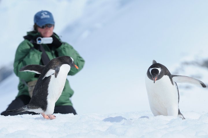 Zwei Eselspinguine werden in der Antarktis gefilmt