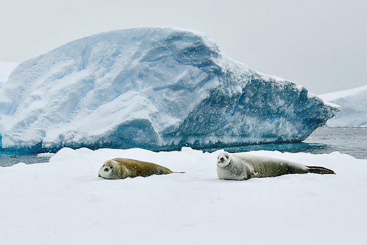 Robben im Schnee in der Antarktis