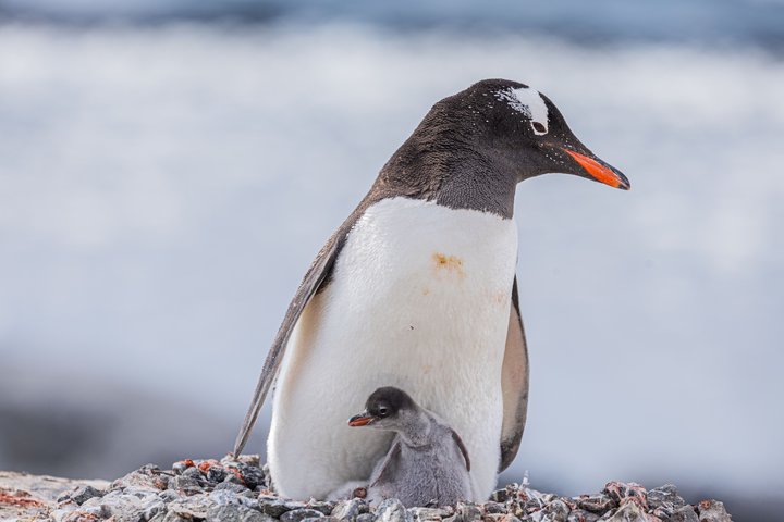 Baby Eselspinguin auf Antarktika Baby Eselspinguin auf Antarktika
