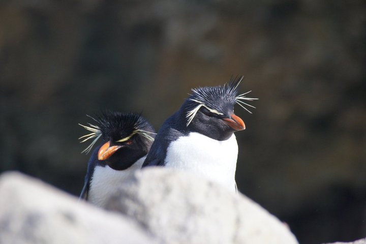 Goldschopfpinguine auf den Falkland Inseln
