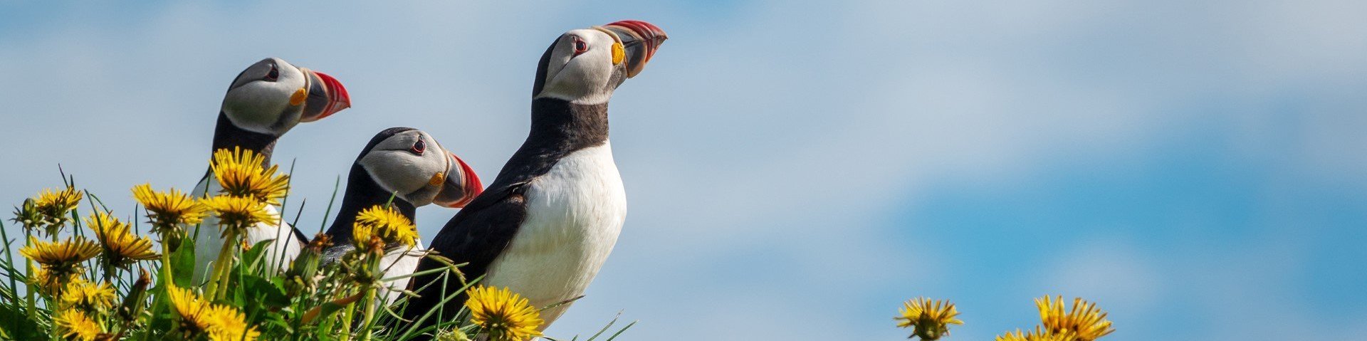 Papageientaucher auf einer Blumenwiese