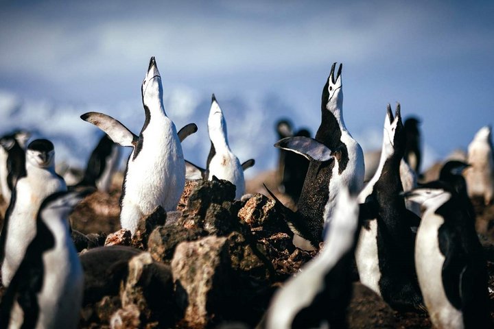 Zügelpinguine in der Antarktis