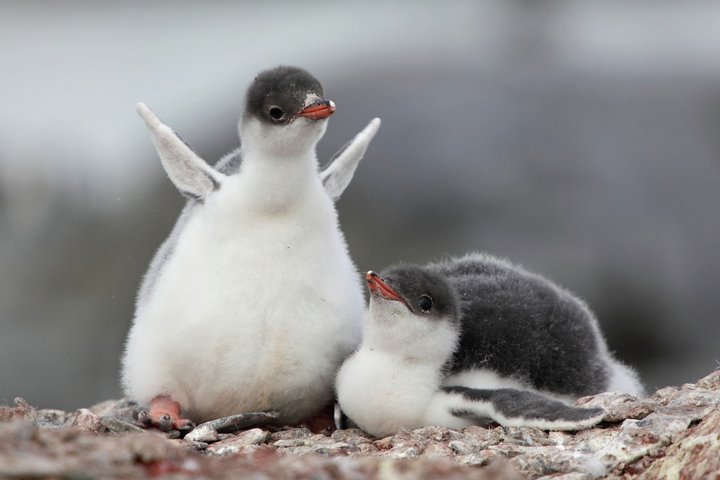 Junge Pinguine in der Antarktis