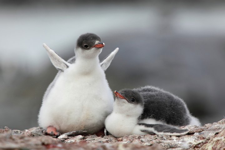 Junge Pinguine in der Antarktis