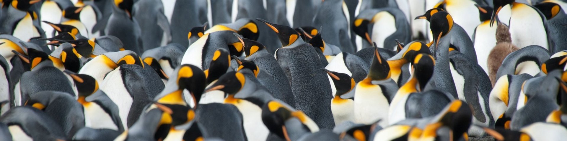 Königspinguine in Südgeorgien