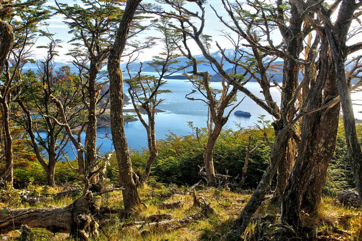 Wald mit Bucht im Hintergrund in Patagonien