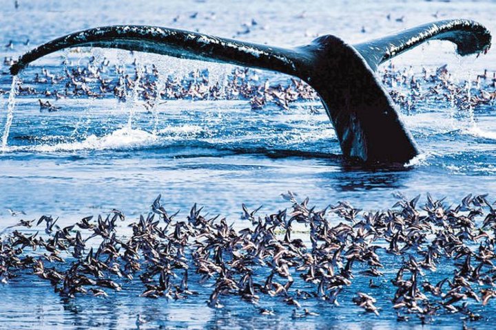 Wal zwischen Pinguinen