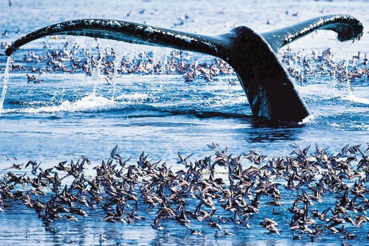 Fluke eines abtauchenden Wals