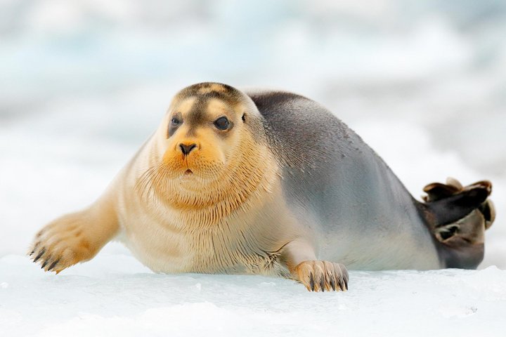 Bartrobbe in Spitzbergen