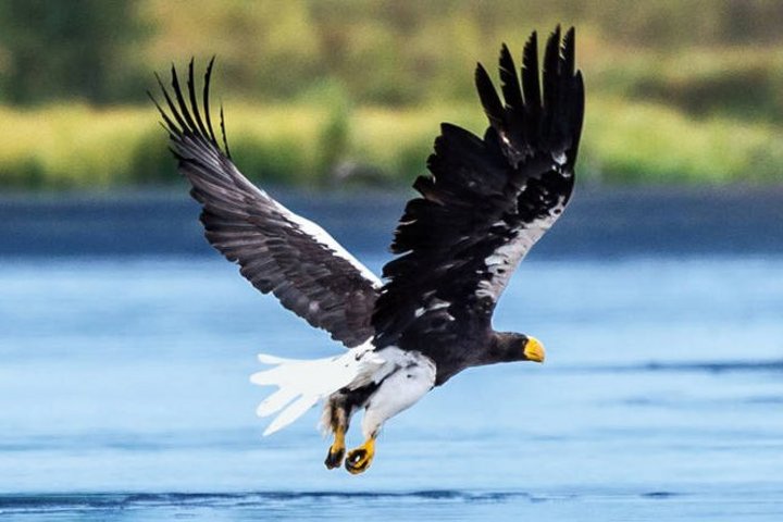 Adler in Alaska Adler in Alaska