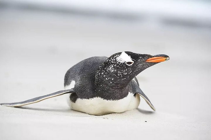 Eselspinguin