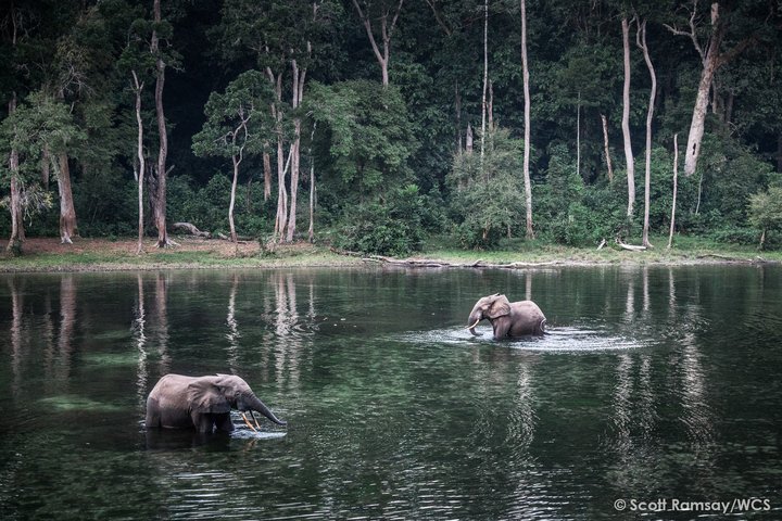 Waldelefanten im Congo
