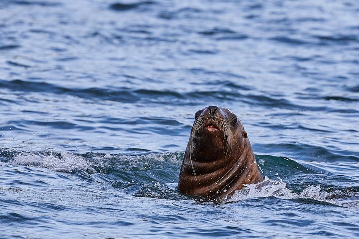 Robbe in Alaska