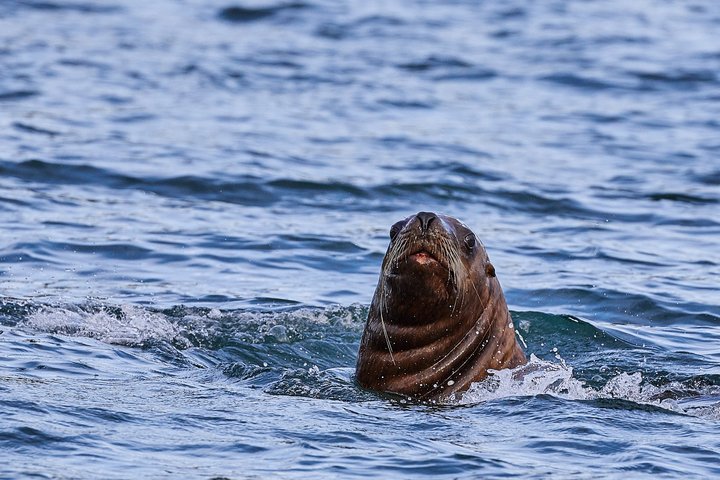Robbe in Alaska