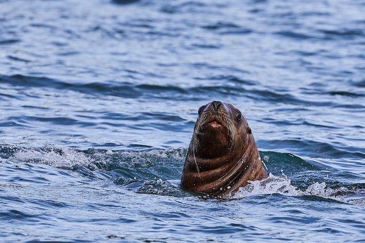 Robbe in Alaska