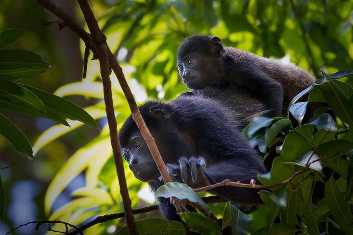 Affe im Dschungel von Panama Affe im Dschungel von Panama