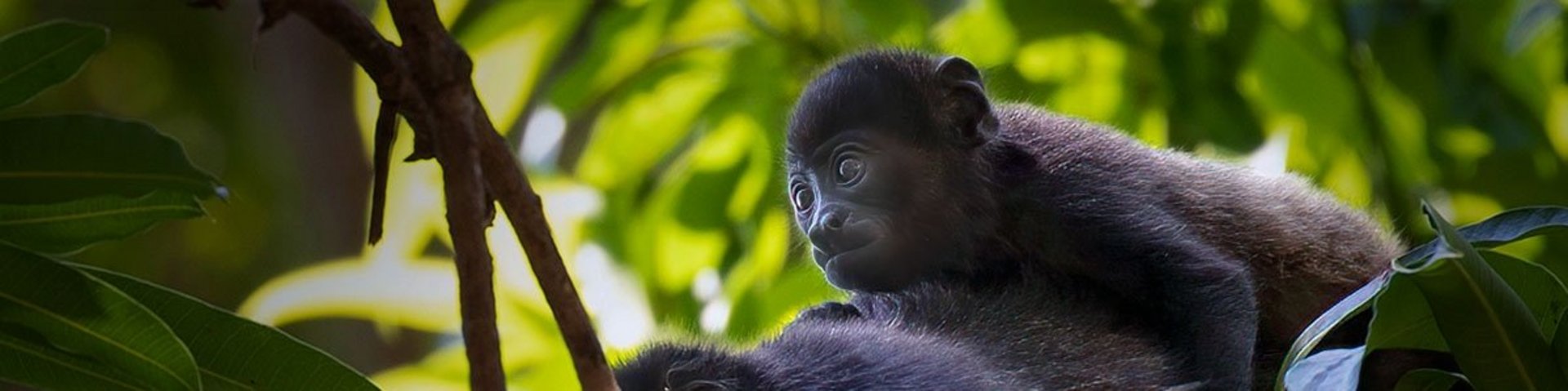 Affe im Dschungel von Panama Affe im Dschungel von Panama