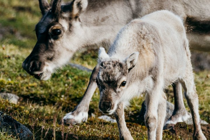 Rentier auf Spitzbergen