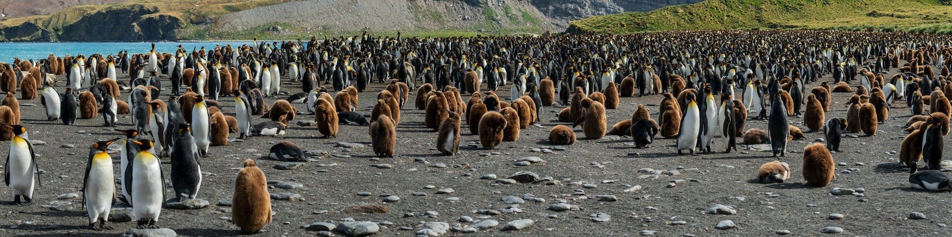 Pinguinküken mit ihren Eltern Pinguinküken mit ihren Eltern