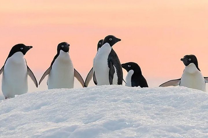 Adéliepinguine in der Dämmerung