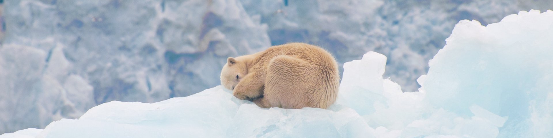 Eisbär in Spitzbergen