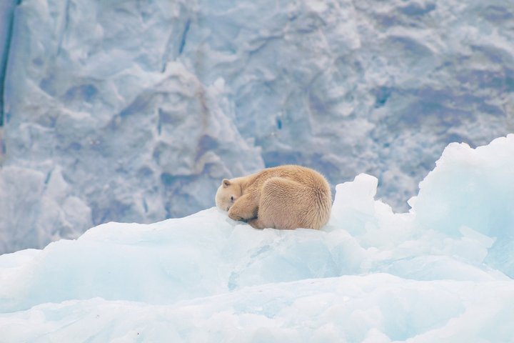 Eisbär in Spitzbergen