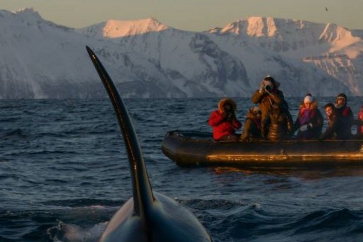 Schwertwal mit Zodiac im Hintergrund