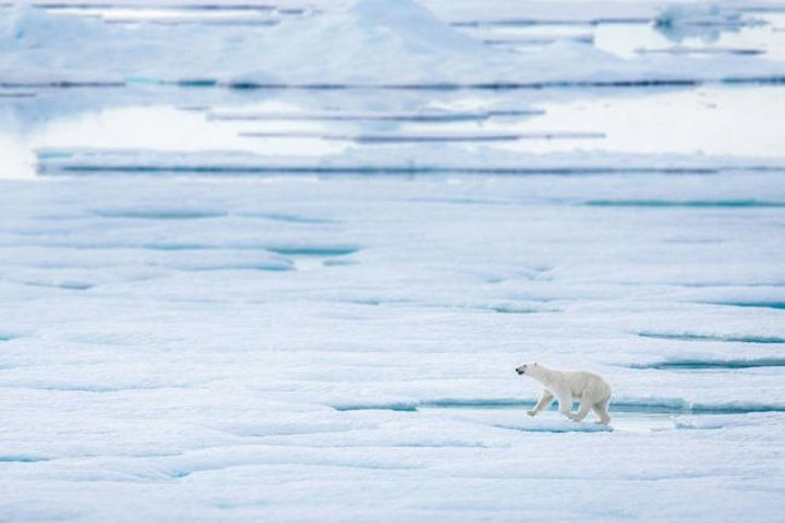 Eisbären auf dem Packeis