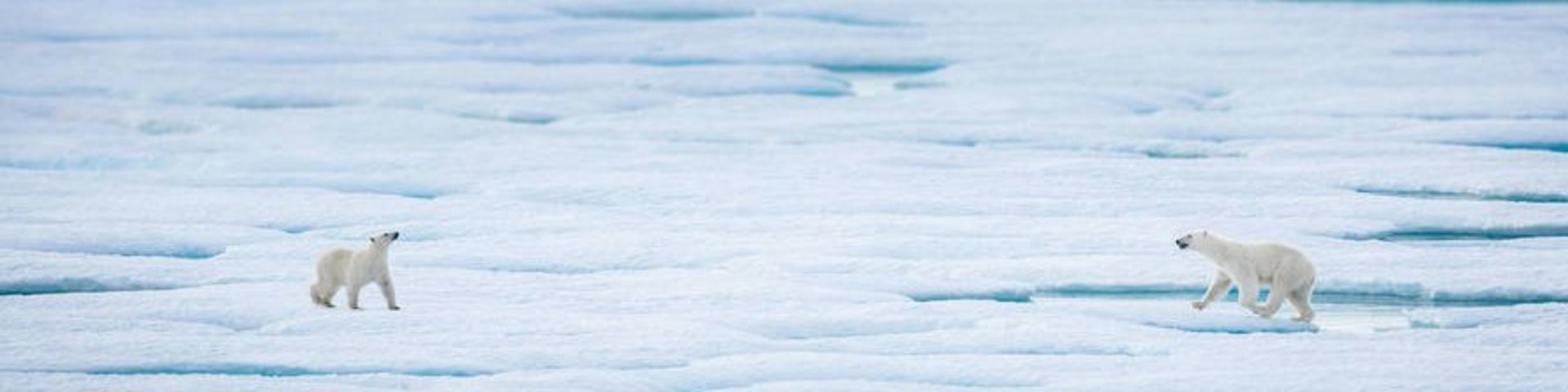 Eisbären auf dem Packeis Eisbären auf dem Packeis