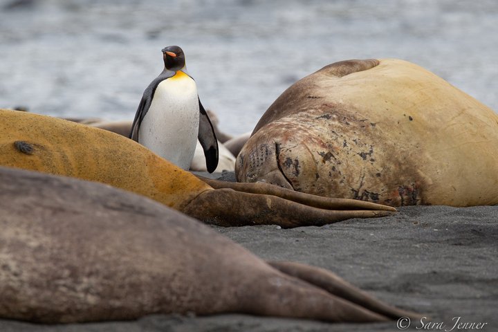 Seeelefant und Kaiserpinguin in Gold Harbour auf Südgeorgien Seeelefant und Kaiserpinguin in Gold Harbour auf Südgeorgien