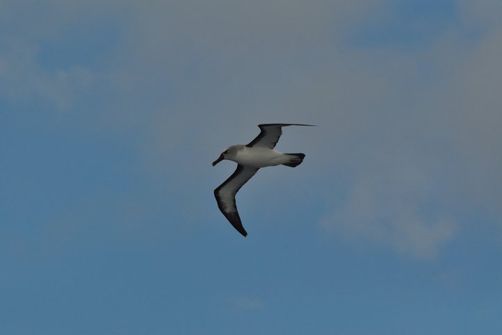 Albatros