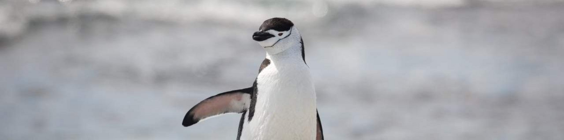 Zügelpinguin auf Steinen Zügelpinguin auf Steinen