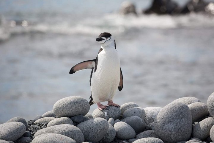Zügelpinguin auf Steinen