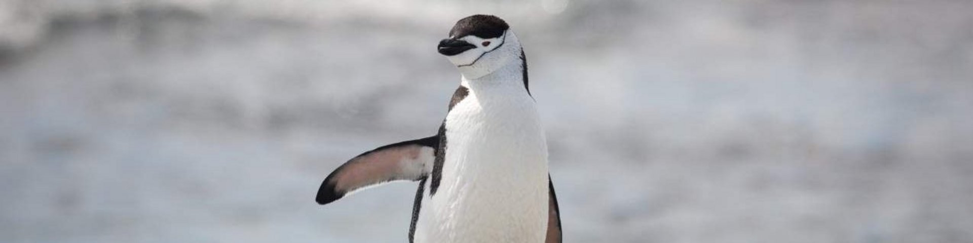 Zügelpinguin auf Steinen Zügelpinguin auf Steinen