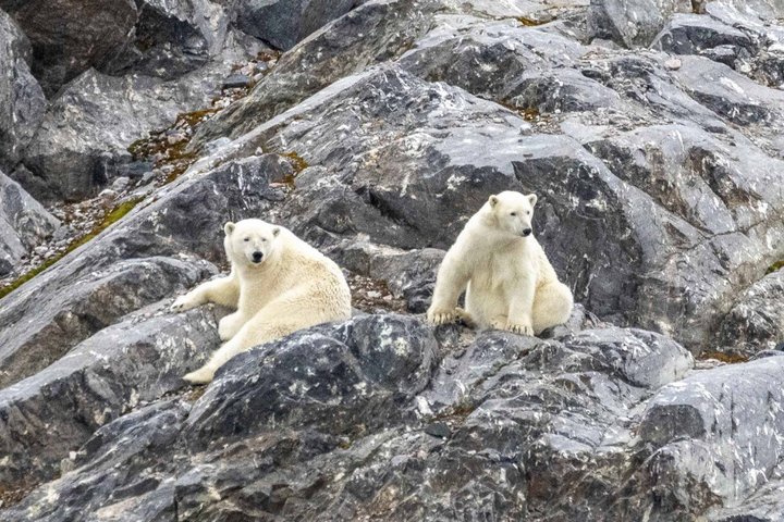 Eisbären auf Spitzbergen