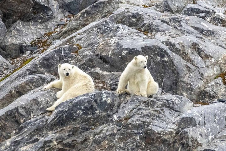 Eisbären auf Spitzbergen