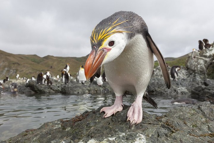 Haubenpinguin auf Macquarie Island