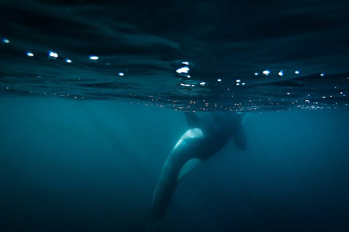 Orca unter Wasser