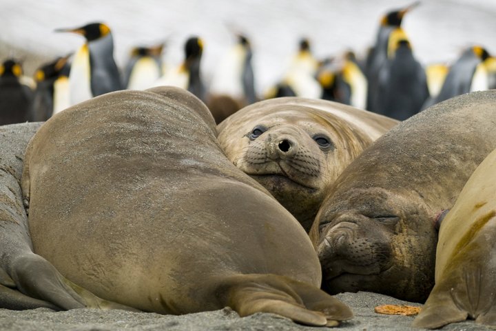 Seeelefanten auf Südgeorgien