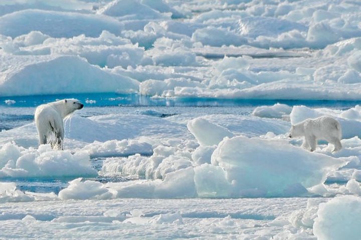 Eisbär auf dem Packeis Eisbär auf dem Packeis