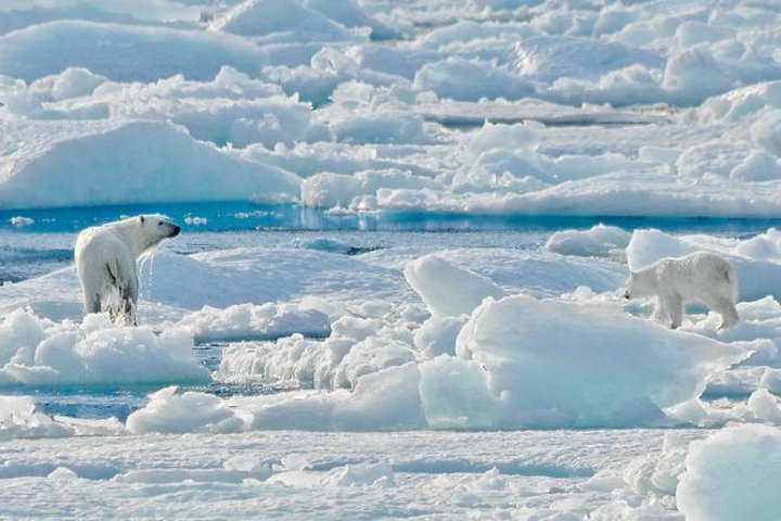 Eisbären in ihrer Heimat, Arktis