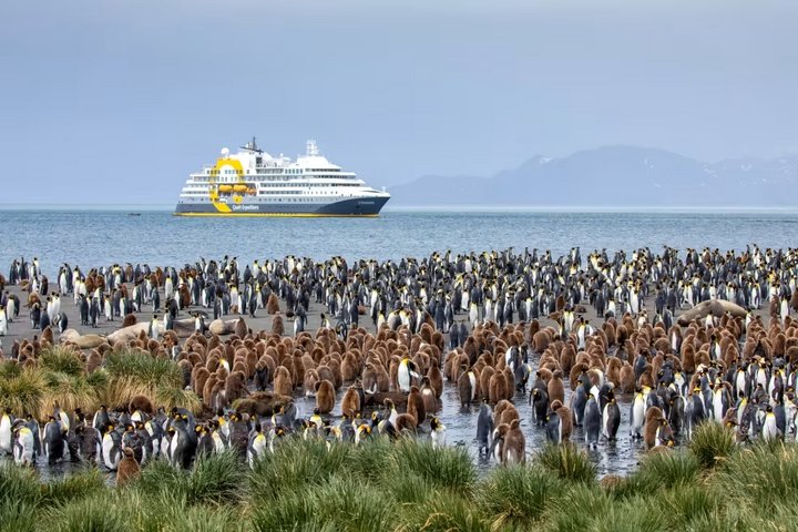 Pinguinkolonie auf den Falklandinseln (Foto: Michelle Sole)