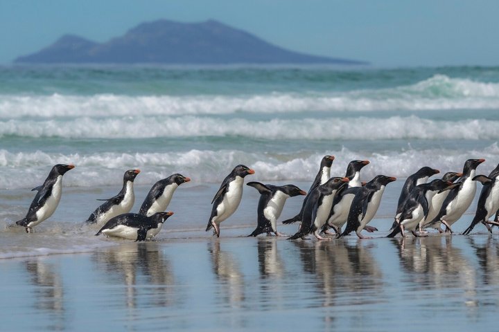 Watschelnde Pinguine am Strand