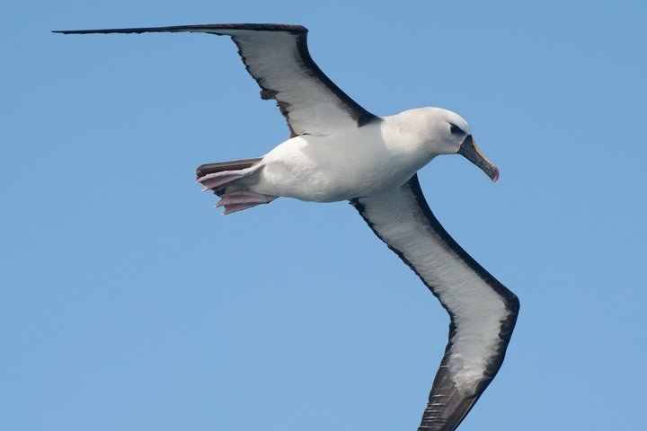 Gelbnasenalbatross im Flug