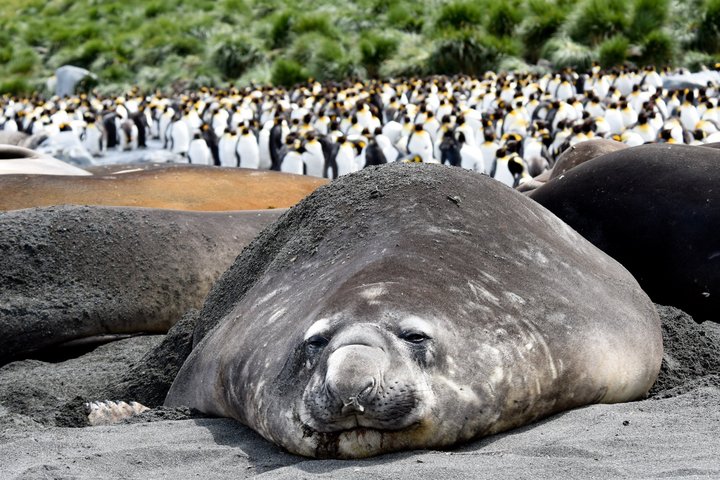 See-Elefanten und Königspinguinkolonie