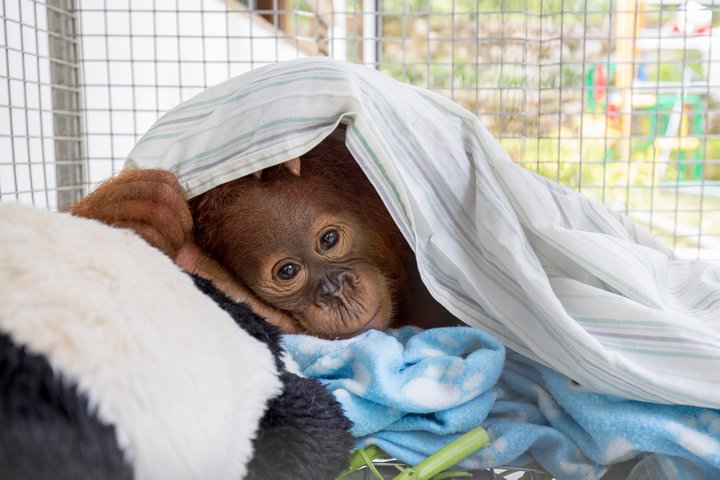 Sumatra-Orang-Utan Pongo abelii; Auffang- und Pflegestation Batu Mbelin; SOCP; PanEco