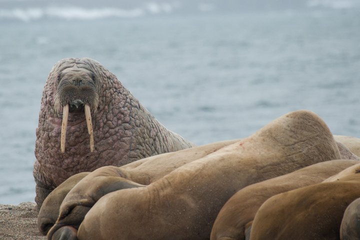 Walrossgruppe auf Spitzbergen
