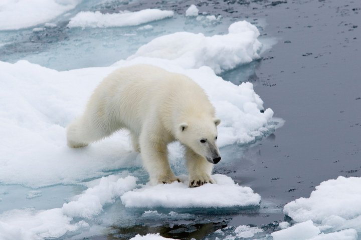 Eisbär auf Eisschollen