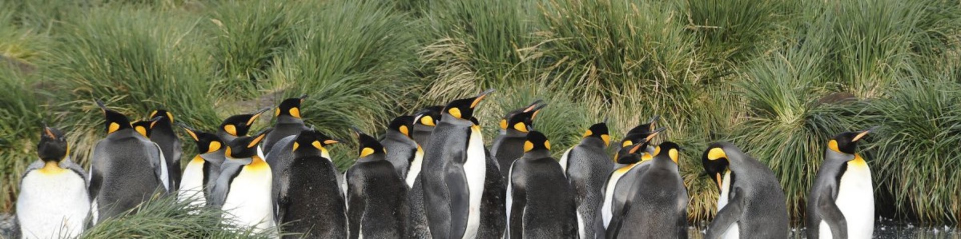 Königspinguine auf Macquarie Island